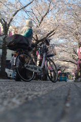 明日ありと思う心の仇桜