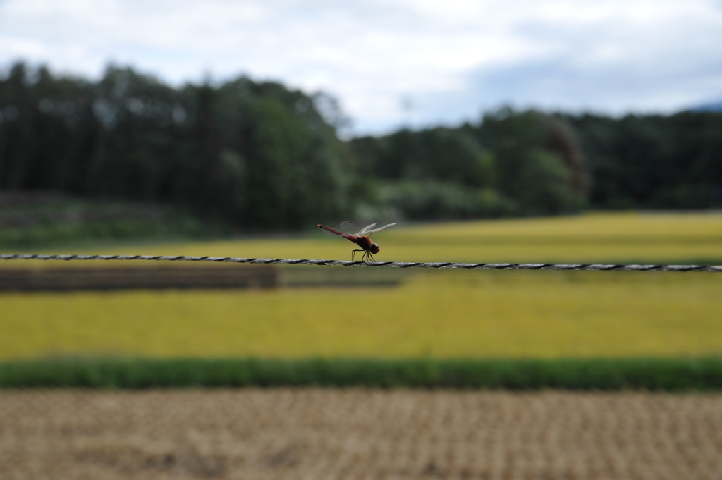 赤とんぼ（よこ）