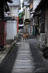 あっち向いてホイッ！