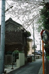 路地の桜