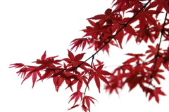 紅葉