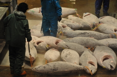 三崎水産物地方卸売市場6