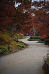 Ｓ字カーブ（昭和記念公園）