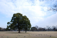 大樹の広場