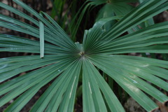 放射状に広がる葉