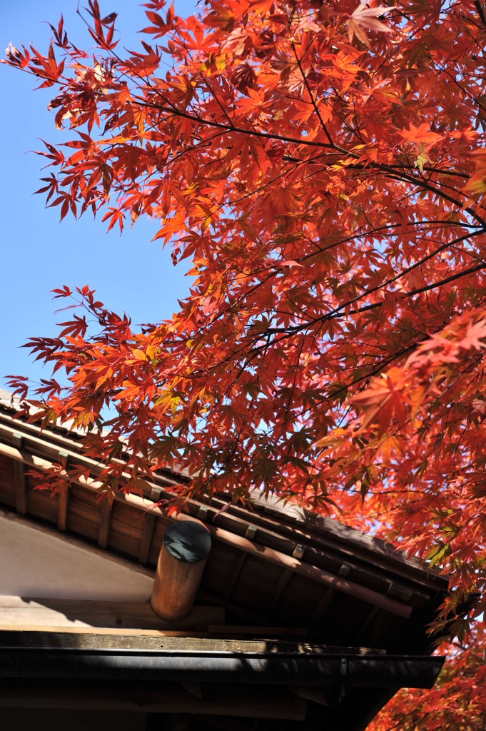 屋根と紅葉