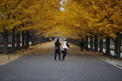 銀杏並木（昭和記念公園）