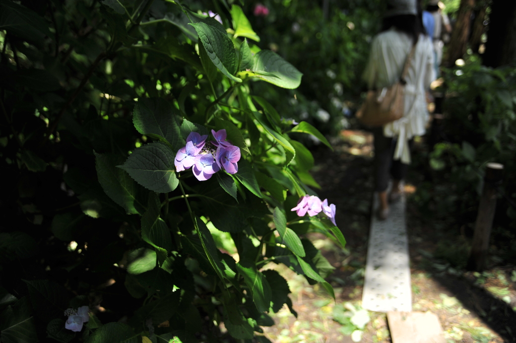 紫陽花散歩