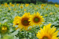 寄り添う･･･