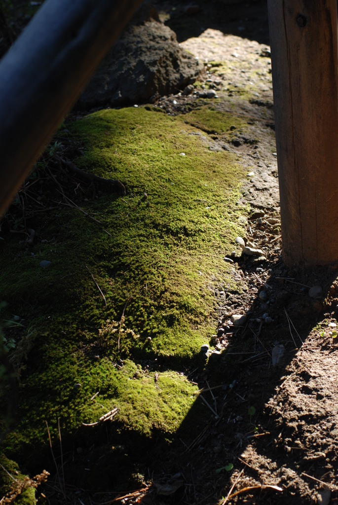 苔むす石