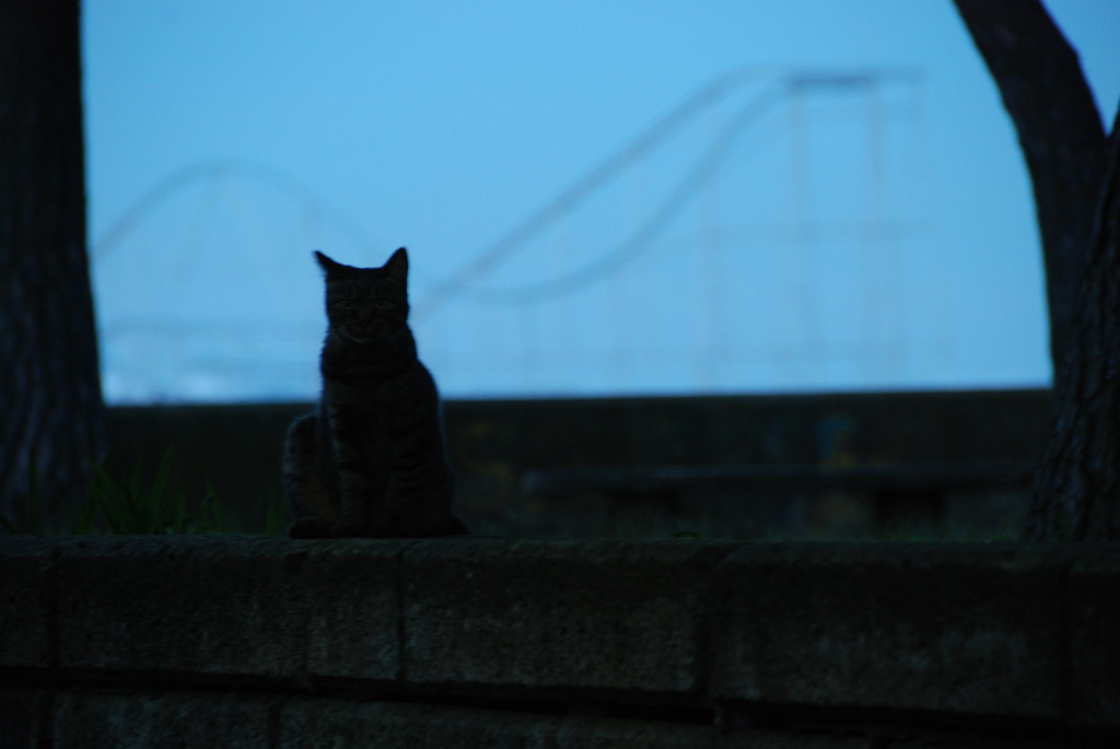 夕闇に潜む猫