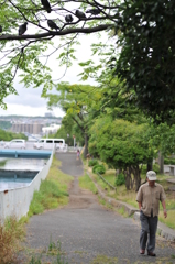 鳩と老人