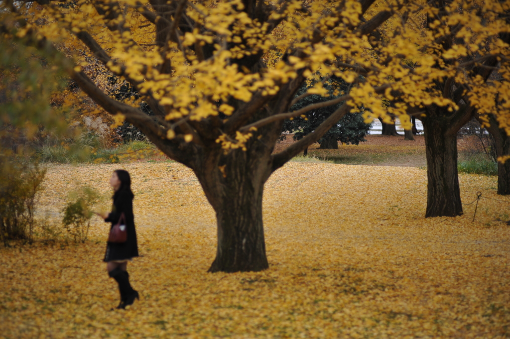 秋の絨毯（昭和記念公園）