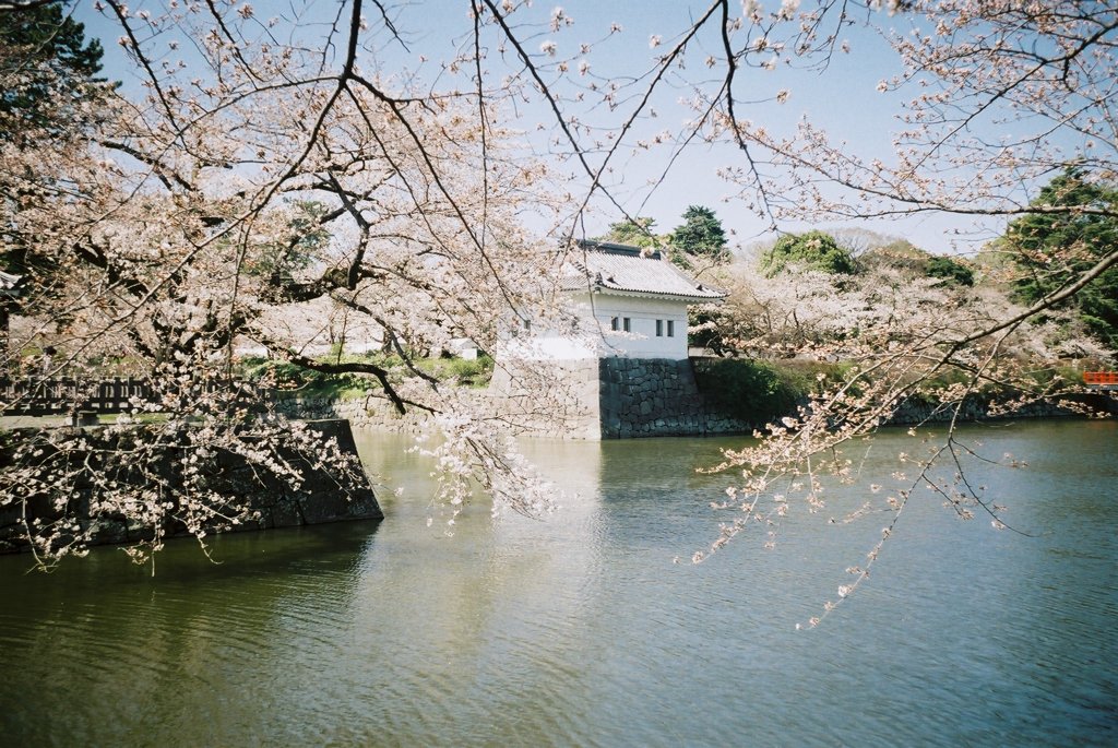 小田原城の桜