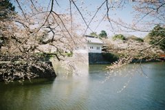 小田原城の桜