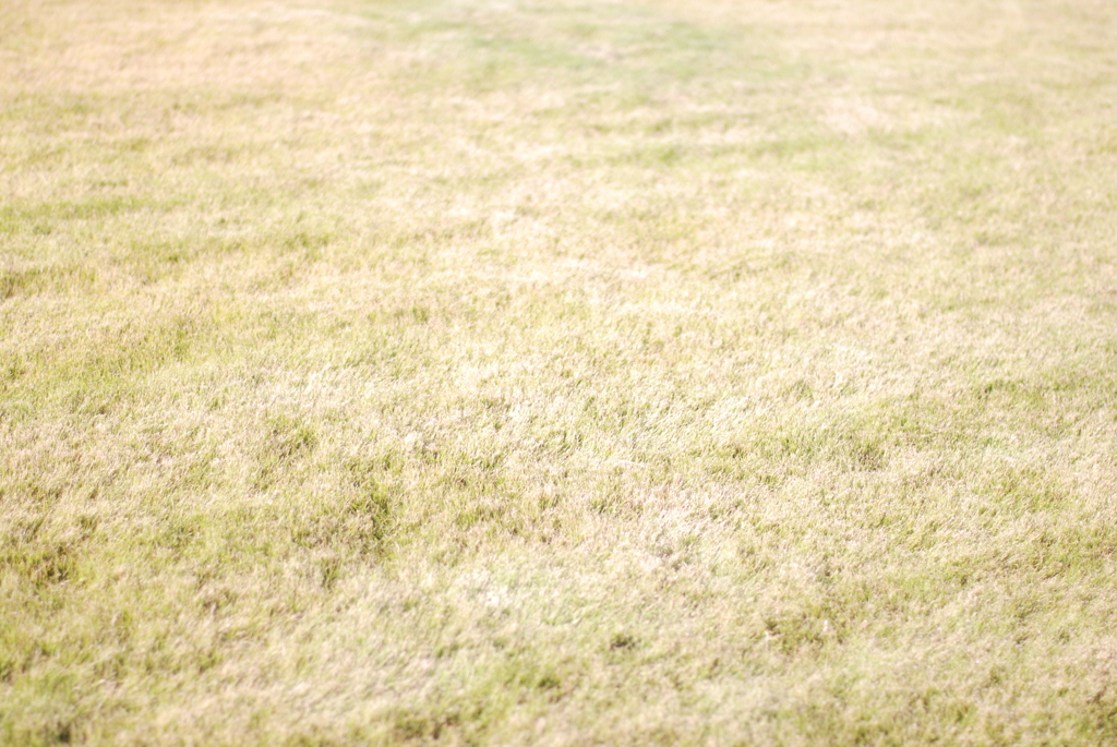 晴れの日の芝生