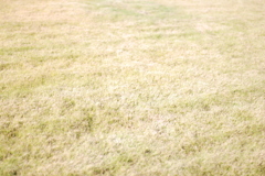 晴れの日の芝生