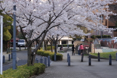 桜の街角