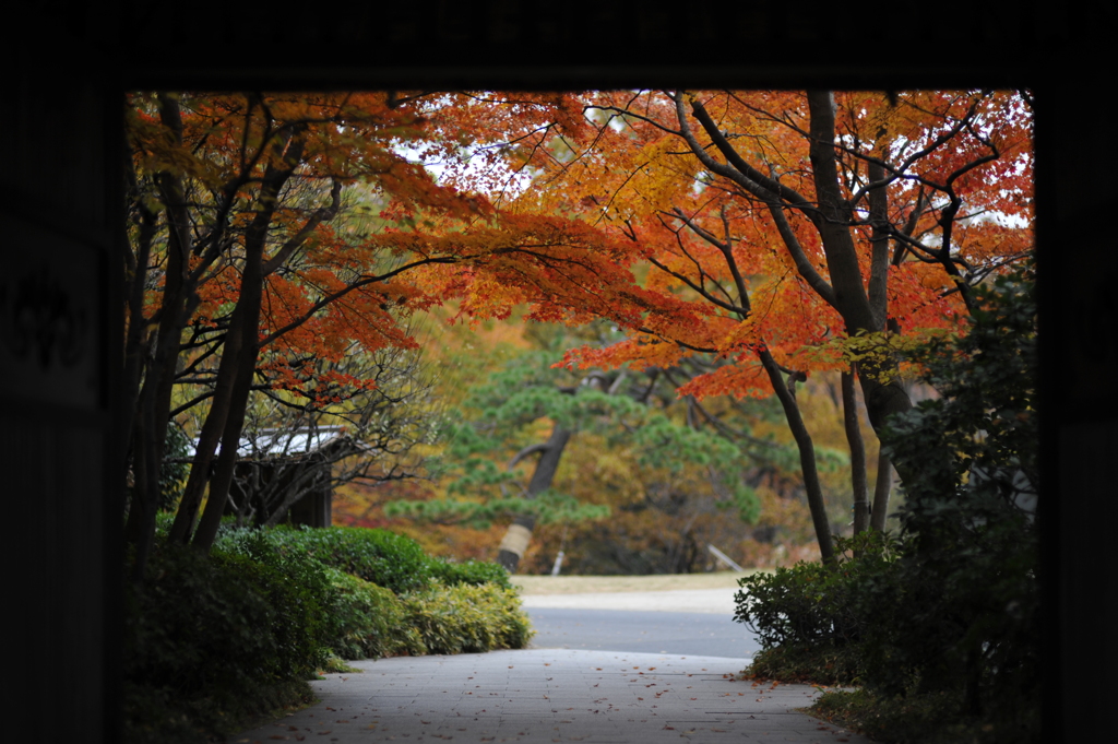 門越しの紅葉（昭和記念公園）