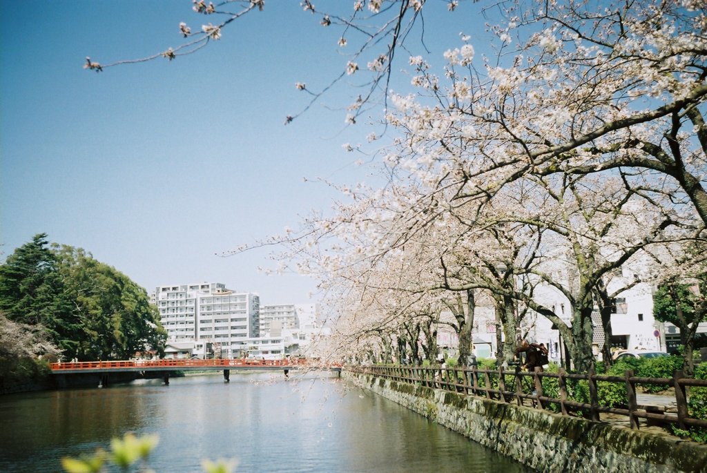 堀と桜