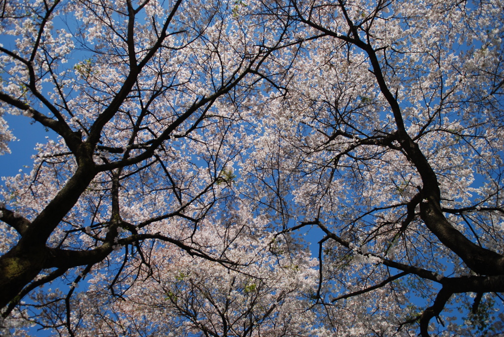 桜空
