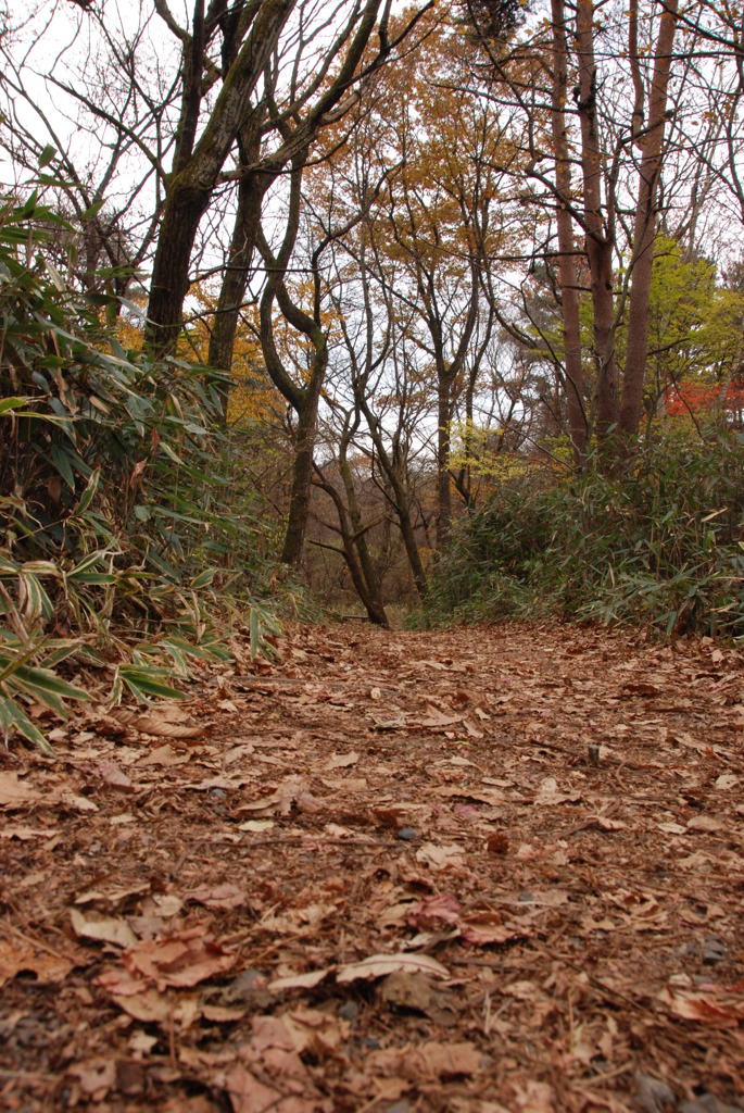 落ち葉の道
