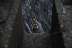 溝の先の小さな花