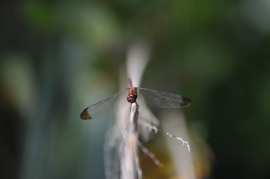 赤とんぼ（正面）