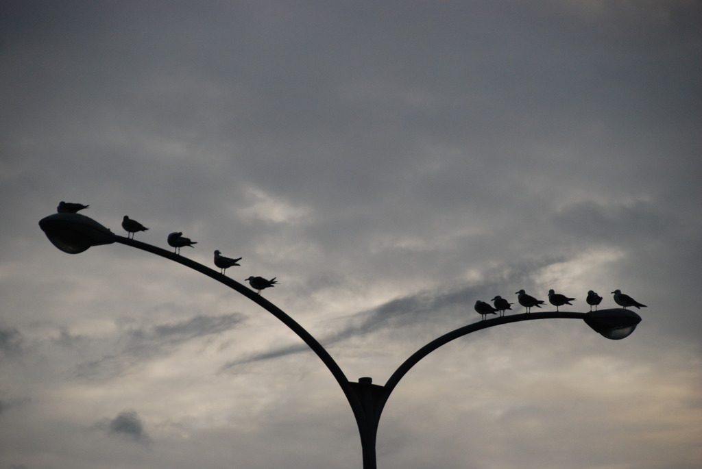 カモメの整列