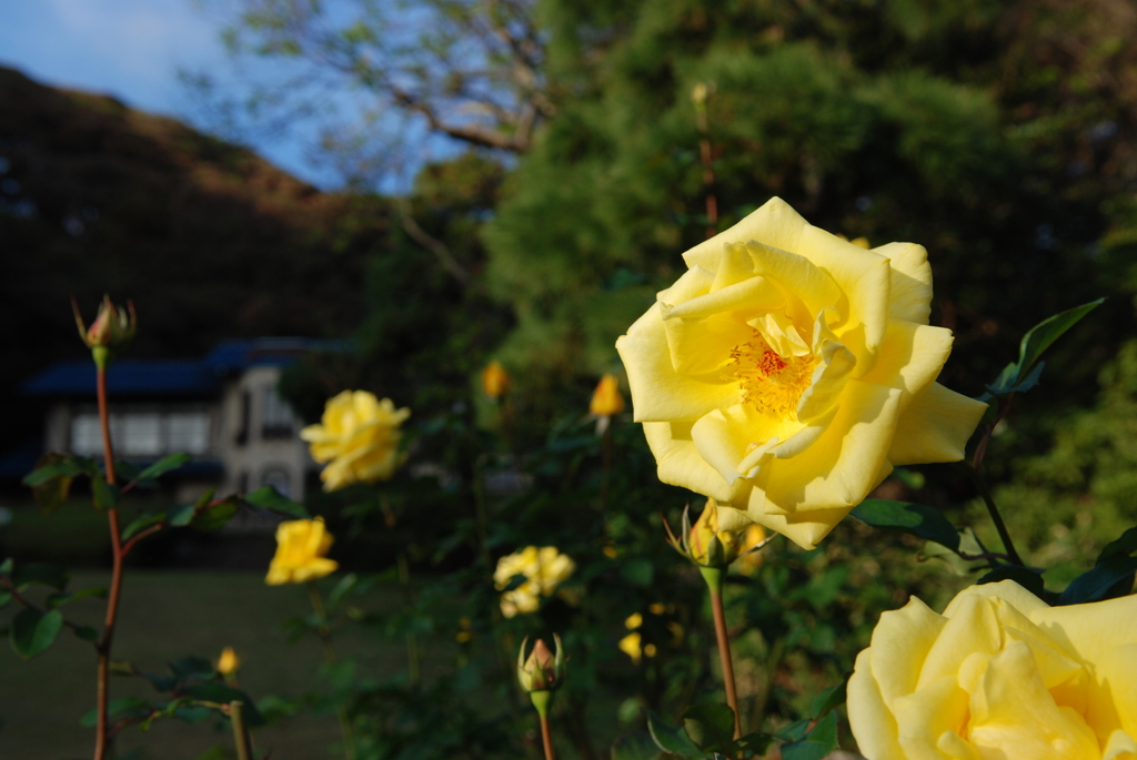 薔薇のある風景