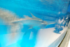 接近･･･ジンベイザメ