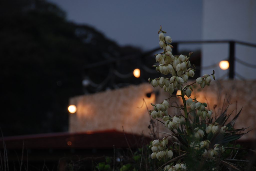 花とレストラン