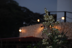 花とレストラン