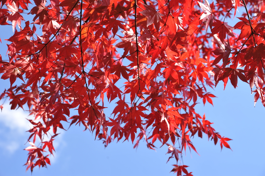 紅い葉