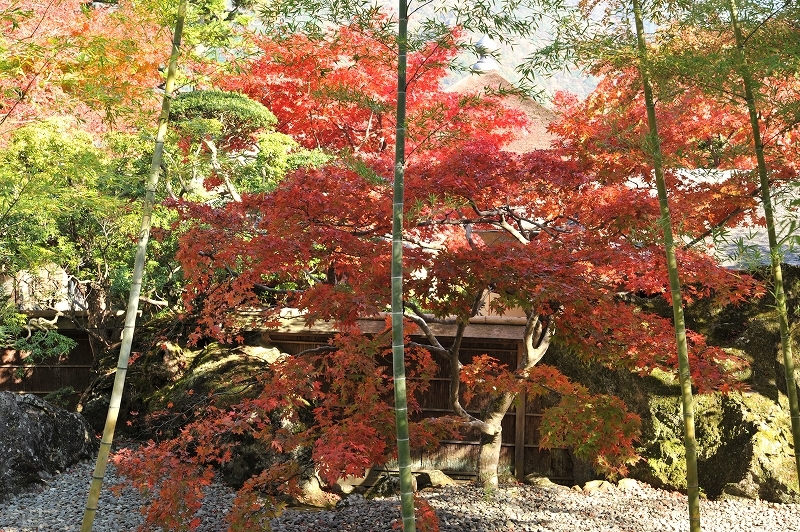 竹と紅葉