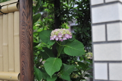 街角紫陽花