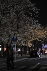 ご近所夜桜