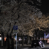 ご近所夜桜
