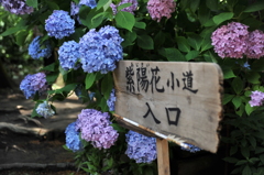 紫陽花小道
