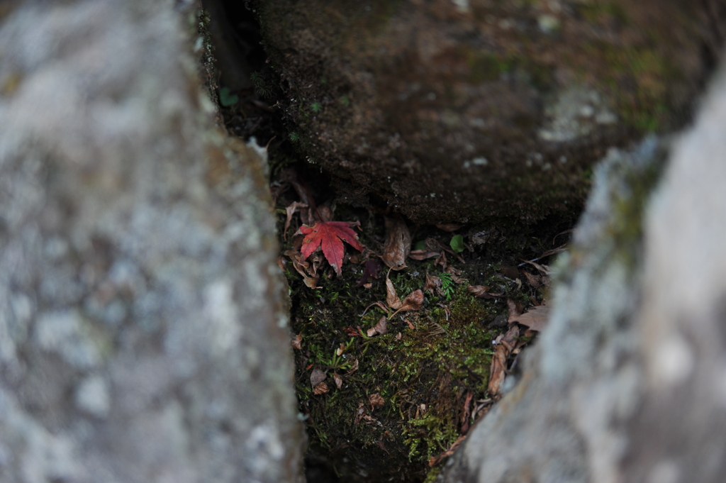 隠れ紅葉