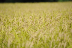 賑わい（収穫待ち）