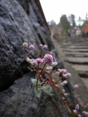 石垣に咲く