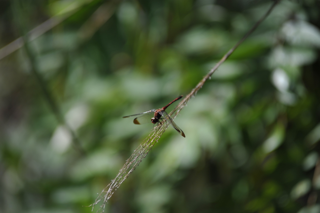 赤とんぼ（斜め）