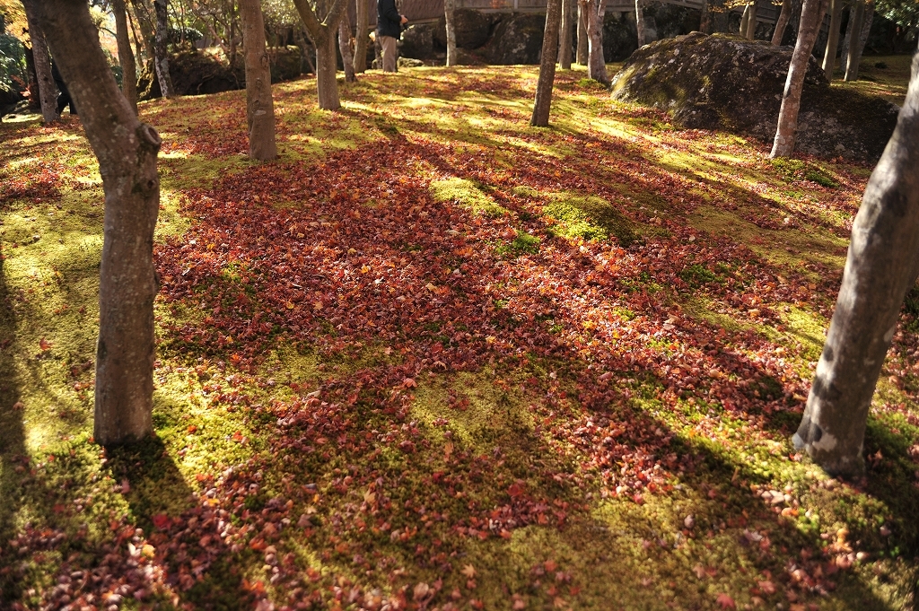紅葉ラグ