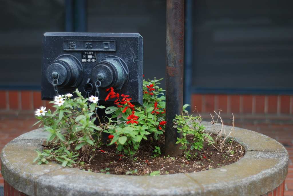 花壇の居候！？