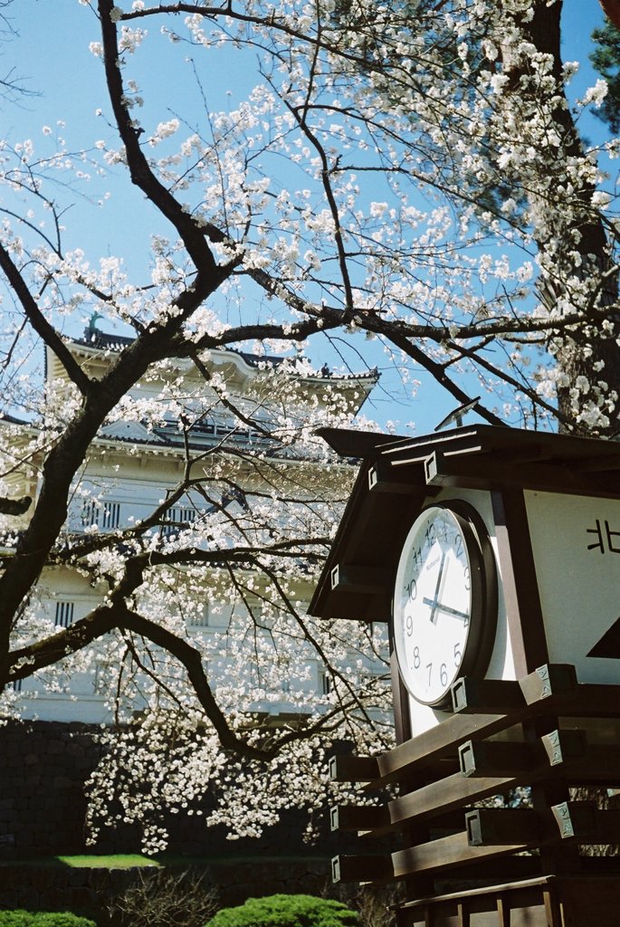 城　時計　桜