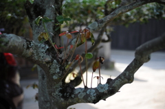 枝分かれはじめ