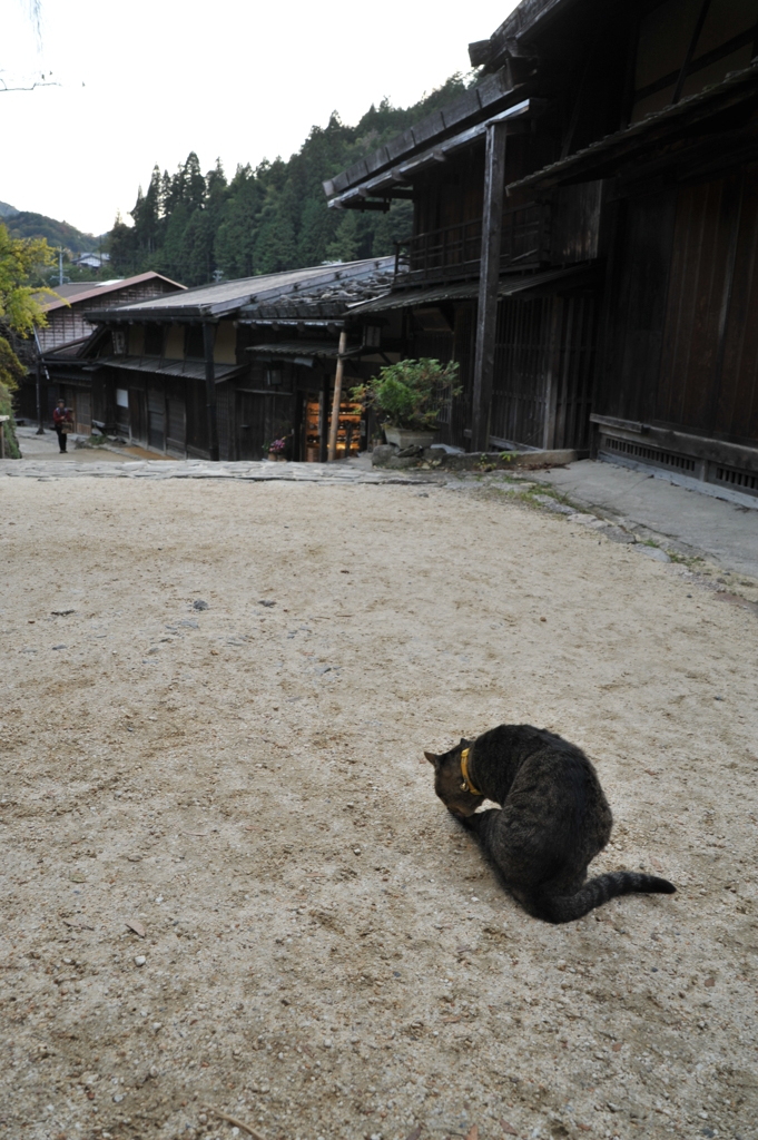 宿場猫