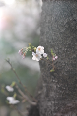 桜花