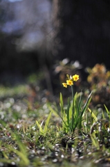 陽だまりに咲く・・・